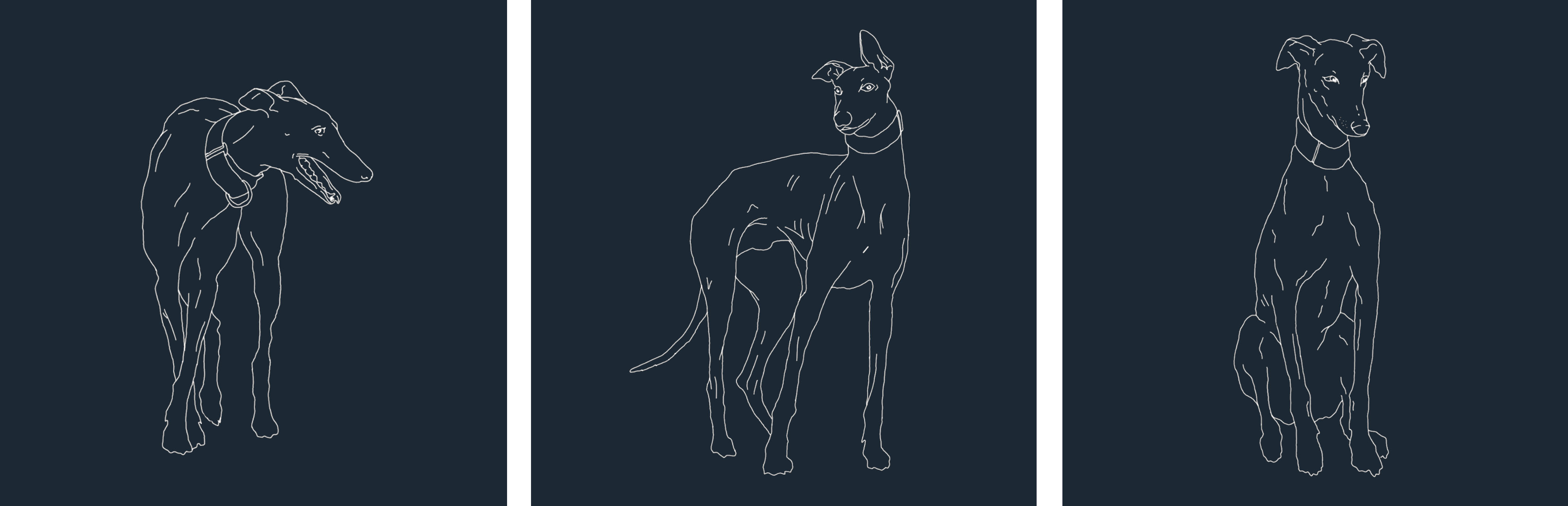 gproject, greyhound, galgo, free-the-galgo, pets-not-bets, cayetana-mate